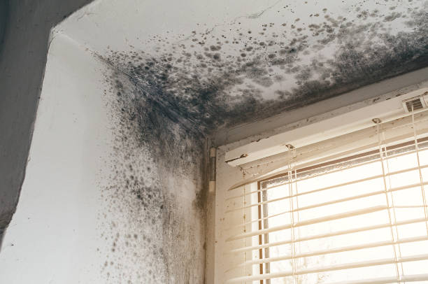 Affordable Mold Cleanup solutions in Farmington, PA